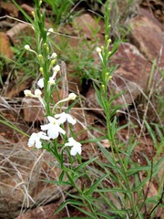 Chascanum