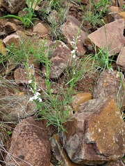 Chascanum