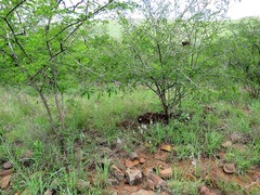 Chascanum
