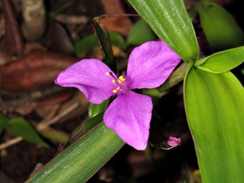 Coleotrype natalensis