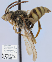 Nomada autumnalis