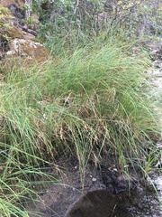 Festuca longifolia
