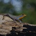 Yellow-headed Gecko - Photo (c) Andrés Camilo Montes-Correa, some rights reserved (CC BY-NC), uploaded by Andrés Camilo Montes-Correa