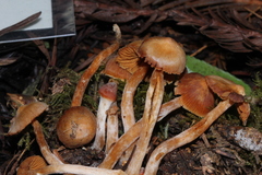 Cortinarius obtusus