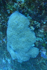 Physogyra lichtensteini