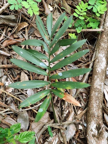 Encephalartos umbeluziensis image
