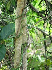Ficus bubu image