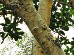Ficus bubu image