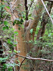 Ficus bubu image