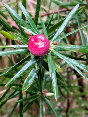 Cyathodes glauca