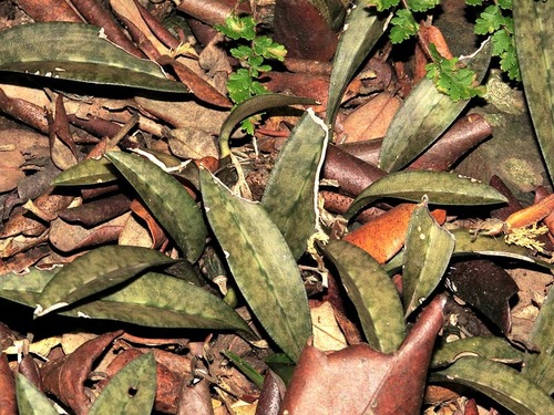 Oeceoclades maculata var. maculata image