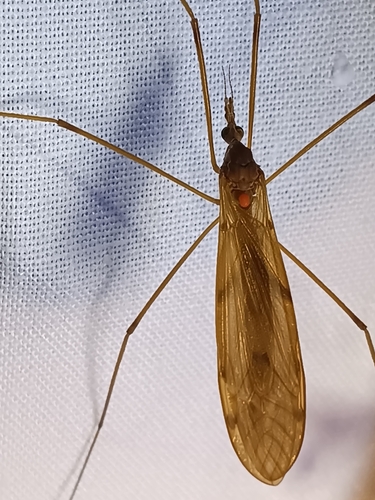 Unknown species found near North Park, Chicago, IL, USA