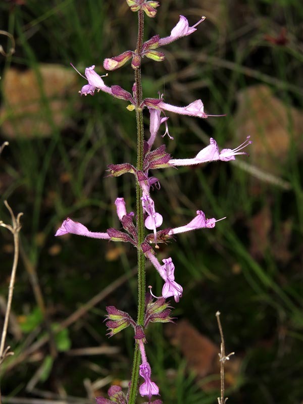 Syncolostemon petiolatus