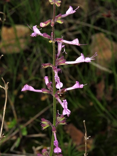 Syncolostemon petiolatus image