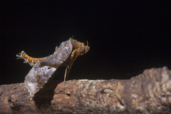 Radara nealcesalis