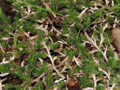 Selaginella dregei