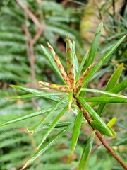 Cyathodes glauca