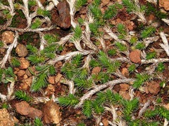 Selaginella dregei