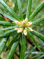 Cyathodes glauca