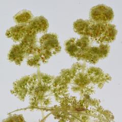 Nitella hyalina