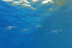 Trachinotus baillonii