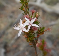 Calytrix tetragona