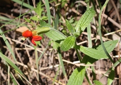 Erythranthe cinnabarina