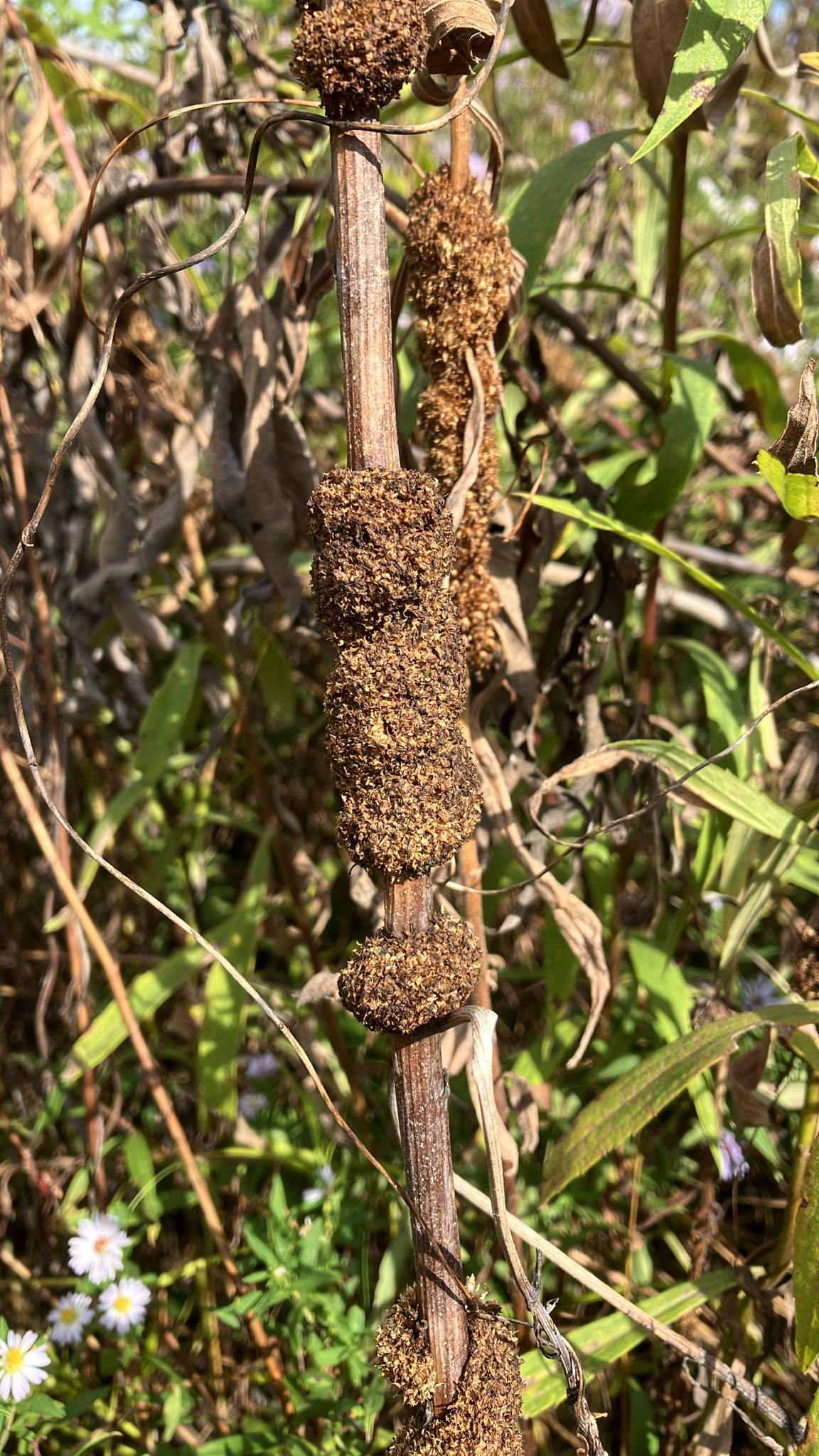 Rope Dodder (Cuscuta glomerata)