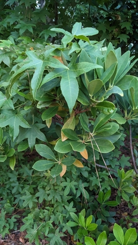 Illicium parviflorum
