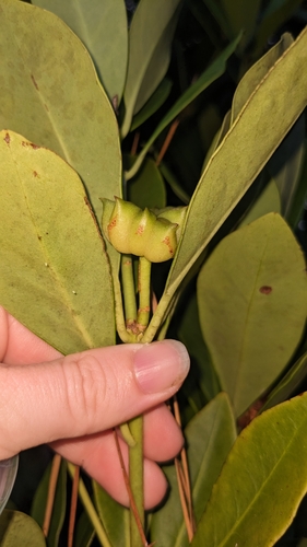 Illicium parviflorum