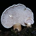 Panellus pusillus - Photo (c) Alan Rockefeller, some rights reserved (CC BY), uploaded by Alan Rockefeller