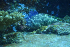 Epinephelus spilotoceps