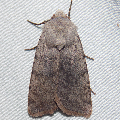 Boston and Median-banded Darts and Allies photo 3