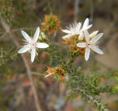 Calytrix alpestris
