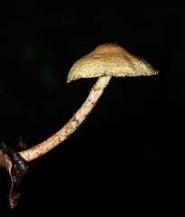 Lepiota trichroma