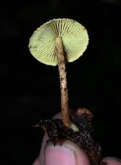 Lepiota trichroma
