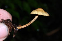 Lepiota trichroma