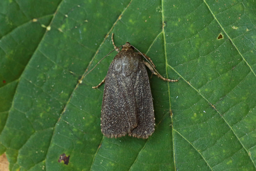 Noctuelle charbonnière (La)