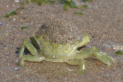 Carcinus maenas