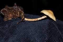 Lepiota trichroma