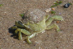 Carcinus maenas