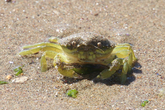 Carcinus maenas
