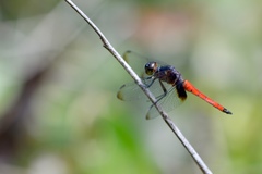 Hadrothemis defecta