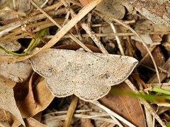 Taxeotis intermixtaria