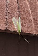 Chrysoperla pudica-group