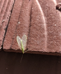 Chrysoperla pudica-group