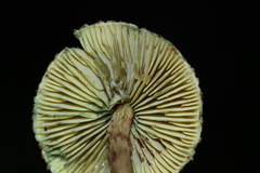 Lepiota trichroma