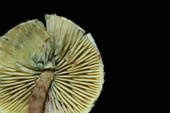 Lepiota trichroma