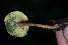 Lepiota trichroma