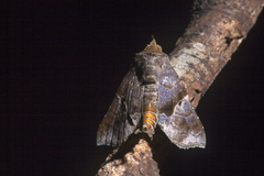 Radara nealcesalis